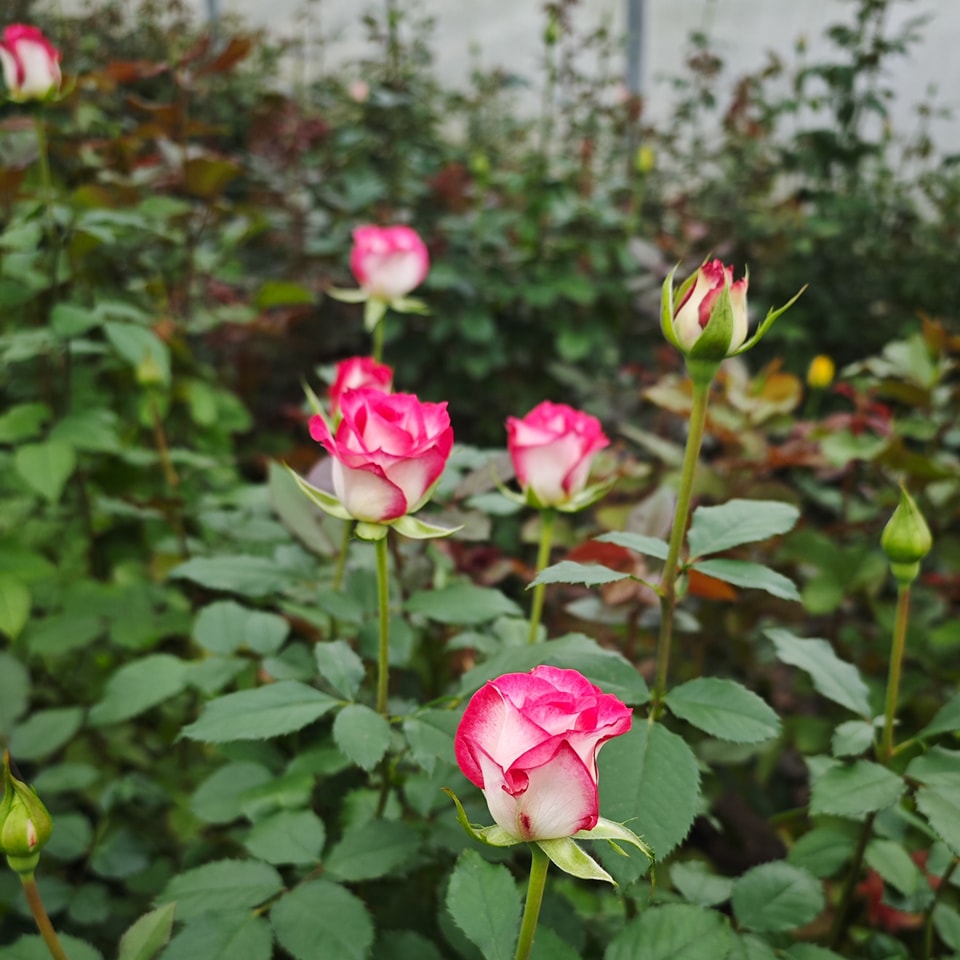 Arifa ???
#cutroses #pink #pinkwhite #arifa #roses #rosephotography #roseallday #rosegarden #roselover