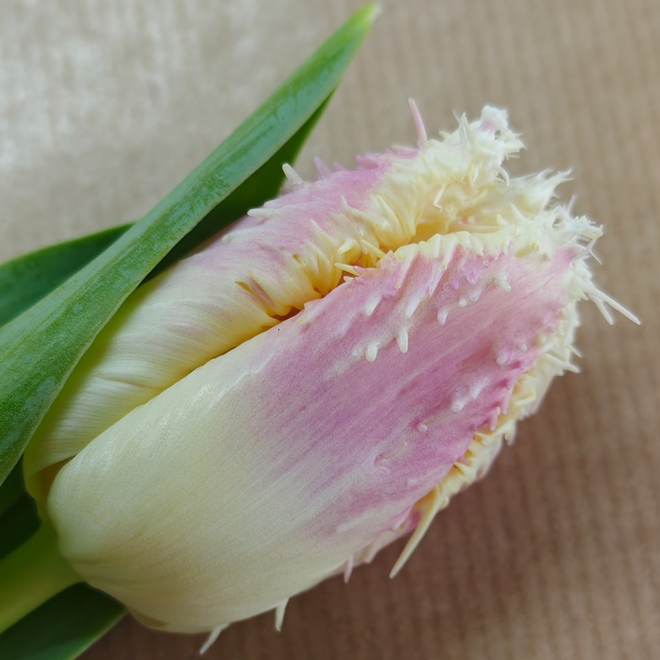 #tulips #hawaii