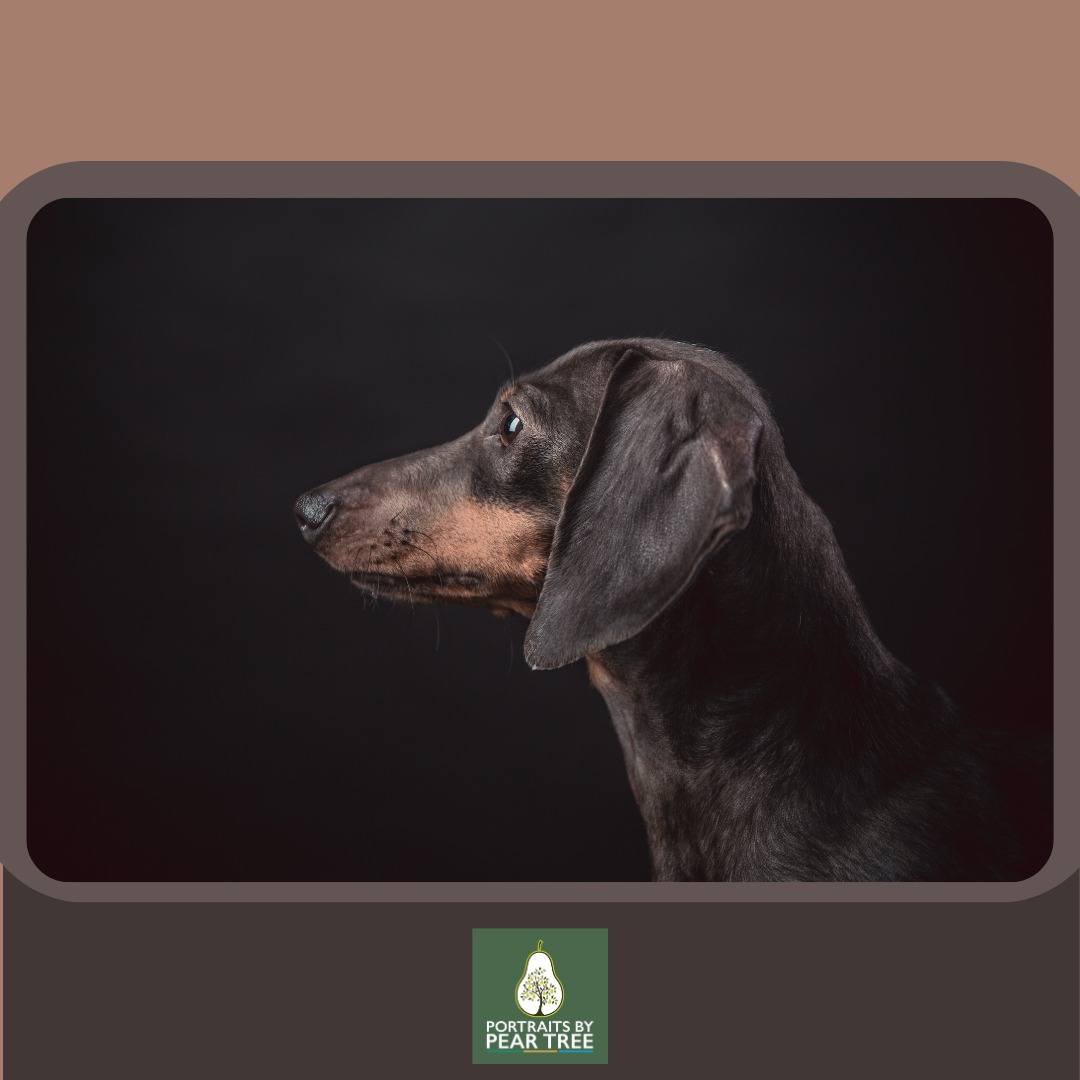 More and more families today have pets as part of their family unit. So we always encourage families to bring their beloved pets along for their photoshoot. Sometimes they are even more better behaved than the adults ???
.
.
.
.
.
#familyphotography #familyphotographer #familyphotoshoot #familyportraits #familyfun #photography #photographer #newborn #newbornphotography #love #happyfamily #familytime #portraitphotography #photooftheday #portraitperfection #portrait #babyphotography #lifestylephotography #baby #familygoals #familyphoto #familyportrait #hampshirephotography #hampshirephotographer #family #portraitsbypeartree #shoplocal #shopsmall #shopsmallbusiness #dance