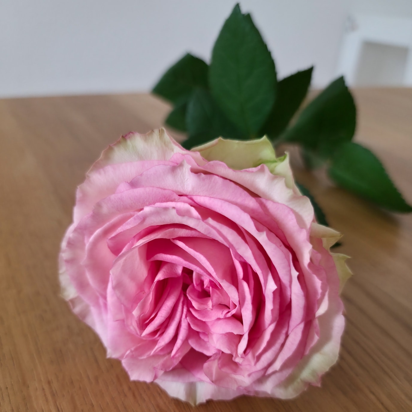 Esperance ???
#cutroses #pink #white #esperance #esperanceroses #beautifulroses #roses #singleroses #rosesphotography