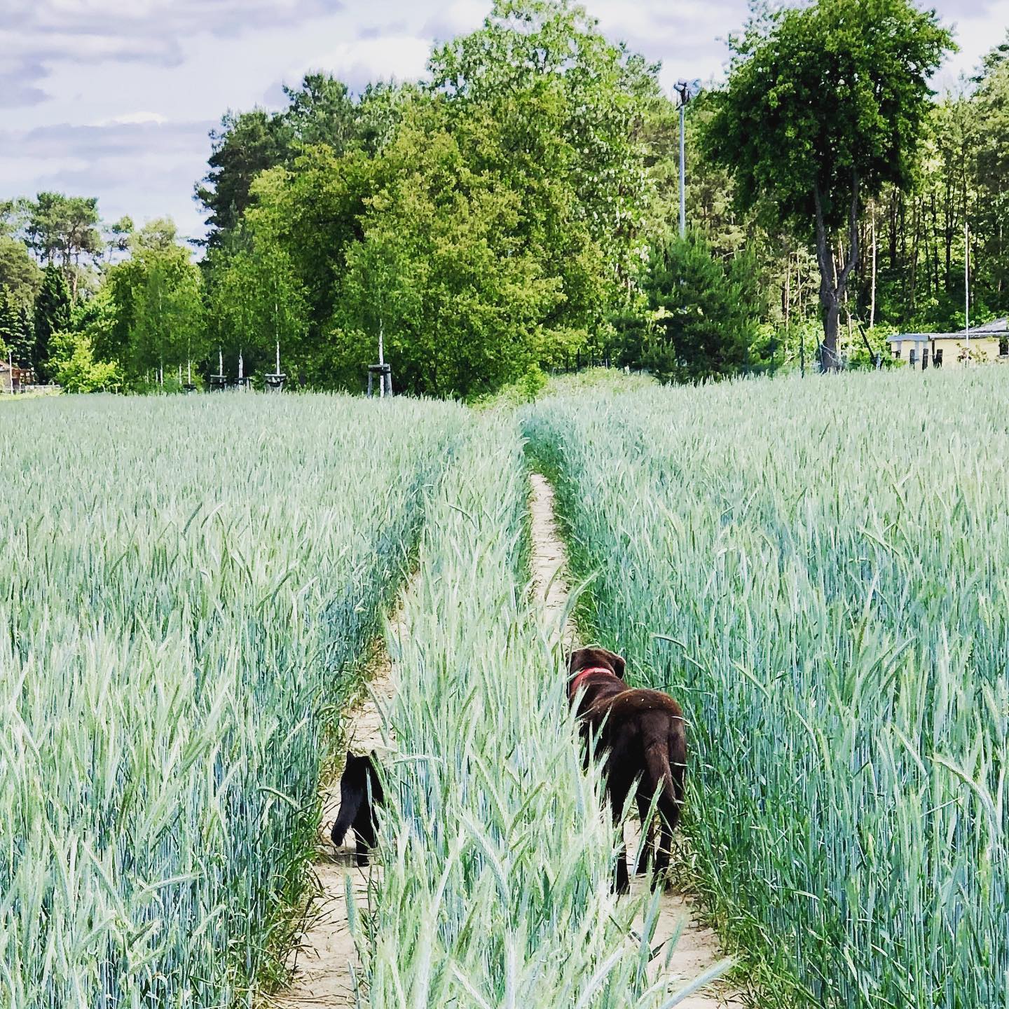 ?Sehnsucht?
.
.
#missingyou #bestfriends #dogcatlove #beautifulgirls