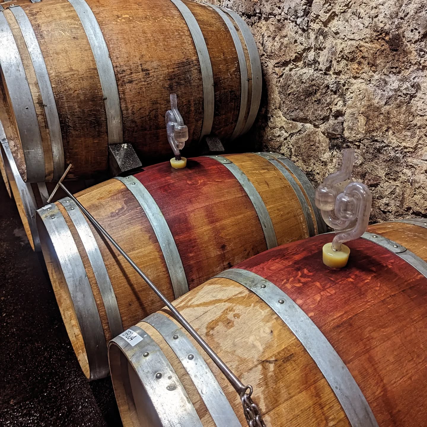 Der Spätburgunder '23 liegt nun nach dreiwöchiger Maischegärung in den Barrique und der biologische Säureabbau