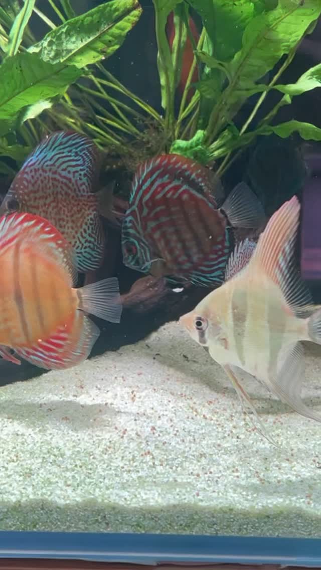 ??????????
〰️〰️〰️〰️〰️〰️〰️〰️〰️〰️
✅ Trabajando duro para ser tu mejor opción
〰️〰️〰️〰️〰️〰️〰️〰️〰️〰️
?Plaza La Constitución 3, Alcorcón
〰️〰️〰️〰️〰️〰️〰️〰️〰️〰️
? www.aquasalvaje.com
〰️〰️〰️〰️〰️〰️〰️〰️〰️〰️
#aquasalvaje #aquarium #madrid #alcorcon #aquascaping #aquascape #aquariumdesign #acuarioplantado #aquariumhobby #aquascaper #acuarios #acuariofilia #acuariofiliaespaña #acuario #acuariodevalencia #alcorconcity #peces #pecestropicales #pecesdecolores #pecesornamentales #fish #fishtanks #fishtankfanatics