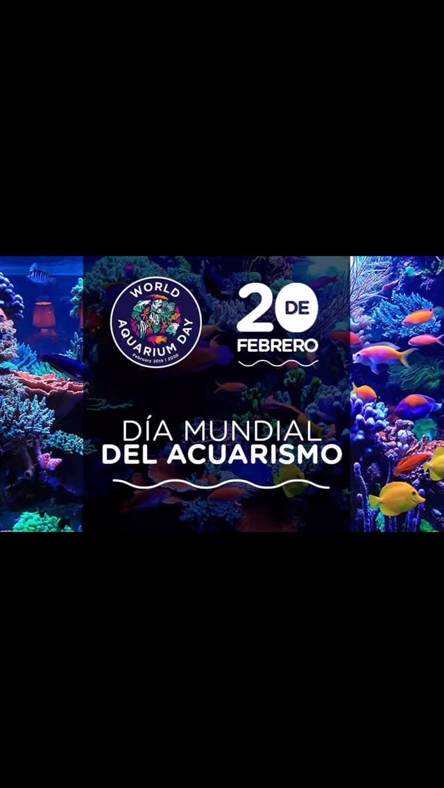 En Aquasalvaje celebración por Doble, es mi cumpleaños y además es el día internacional del Acuario, se puede pedir más siendo un friki? ?
〰️〰️〰️〰️〰️〰️〰️〰️
✅Trabajando duro para ser tu mejor opción.
〰️〰️〰️〰️〰️〰️〰️〰️
?Plaza La Constitución 3, Alcorcón.
〰️〰️〰️〰️〰️〰️〰️〰️
? www.aquasalvaje.com
〰️〰️〰️〰️〰️〰️〰️〰️
#aquasalvaje #aquarium #madrid #alcorcon #aquascaping #aquascape #aquariumdesign #acuarioplantado #aquariumhobby #aquascaper #peces #pecestropicales #acuario #acuariofilia #acuariofiliaespaña #acuariofiliamadrid