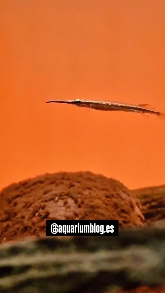 Gracias a Álvaro de @aquariumblog.es por deleitarnos con este video de estos pequeños Tengah que adquirió en nuestra tienda, unas verdaderas joyitas.
〰️〰️〰️〰️〰️
✅ Trabajando cada día para ser tu mejor opción.
〰️〰️〰️〰️〰️
? Plaza La Constitución 3, Alcorcón.
〰️〰️〰️〰️〰️
? www.aquasalvaje.com
〰️〰️〰️〰️〰️
#aquasalvaje #aquarium #madrid #alcorcon #aquascaping #aquascape #aquariumdesign #acuarioplantado #aquariumhobby #aquascaper #tengah #blackwater #aquariumblackwater