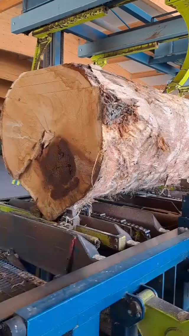 Regionale Schätze ?
Diese wunderschönen Eichenstämme - mit einem sagenhaften Durchmesser von 135 cm - haben wir zur Zierlmühle nach Pfaffenhofen zum Schneiden gebracht. Gewachsen direkt bei uns in der Region – kurze Wege, starke Qualität - kein Umweg, kein Schnikschnak und somit die perfekte Grundlage für einzigartige Möbelstücke aus heimischem Holz. ??
#regional #massivholz #eiche #holzliebe #möbelmitcharakter #nachhaltigkeit #wissenwosherkommt