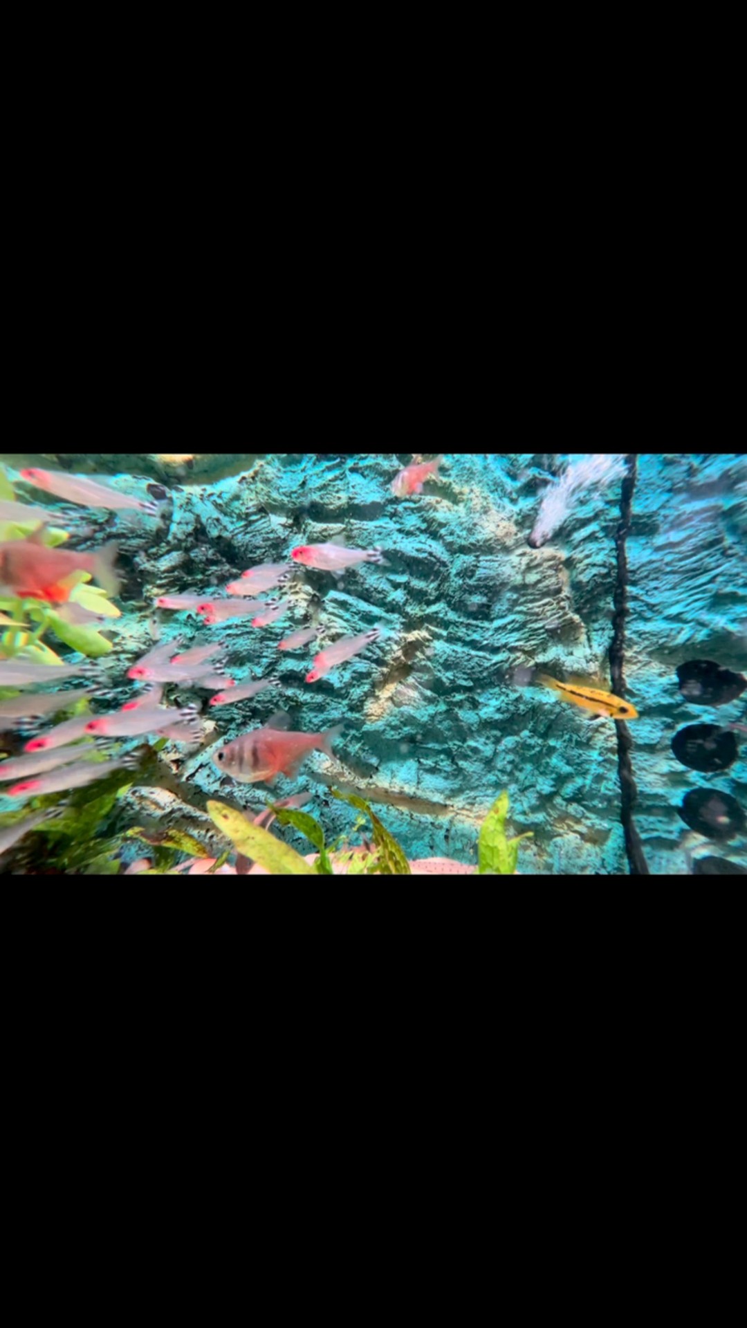 Hemigrammus Rhodostomus | Borrachito ?
Un auténtico clásico en nuestros acuarios.
〰️〰️〰️〰️〰️〰️〰️
✅Trabajando cada día para ser tu mejor opción
〰️〰️〰️〰️〰️〰️〰️
? Plaza La Constitución 3, Alcorcón.
〰️〰️〰️〰️〰️〰️〰️
? www.aquasalvaje.com
〰️〰️〰️〰️〰️〰️〰️
#aquasalvaje #aquarium #madrid #alcorcon #aquascaping #aquascape #aquariumdesign #acuarioplantado #aquariumhobby #aquascaper #tetrafishtank #fish #aquariumfish #nature #aquariumnature #acuario #acuarios #acuariofilia