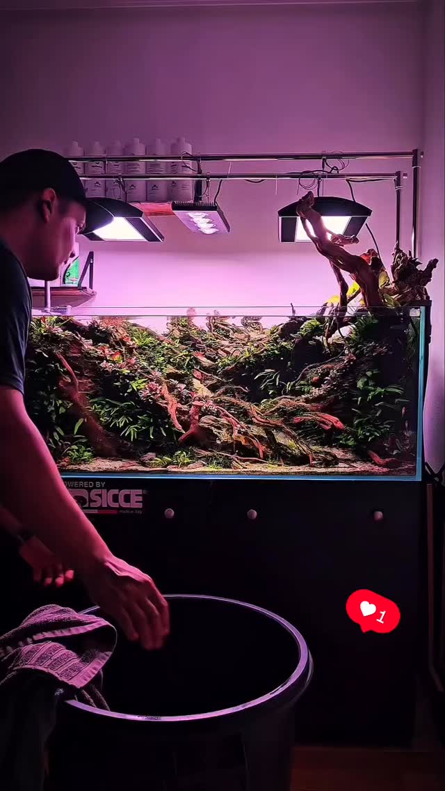 Aquí comienza otro año más @theaquariumproject_
〰️〰️〰️〰️〰️〰️〰️
#aquasalvaje #madrid #alcorcon #aquarium #aquascape #aquascaping #aquariumdesign #acuarioplantado #acuarioplantado #aquariumhobby #aquascaper #aquascapers