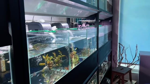 ✨ En Aquasalvaje nos apasiona mostrar la belleza de la naturaleza en su máxima expresión.
Hoy os traemos una puesta de Apistogramma, un momento único que refleja la calidad y salud de nuestros peces. ??
Criados en condiciones óptimas, con el mayor cuidado y dedicación, para que disfrutes en tu acuario de ejemplares fuertes, coloridos y llenos de vida. ??
? Visítanos en Plaza Ondarreta 1, Alcorcón (Madrid)
? Más info en ? www.aquasalvaje.com
? Porque no es solo acuariofilia, es pasión por lo natural.
〰️〰️〰️〰️〰️〰️〰️〰️〰️〰️
#Aquasalvaje #Apistogramma #Acuariofilia #PecesDeAcuario #AcuarioPlantado #Aquascaping #FishLovers #PecesTropicales #Apisto #CiclidosEnanos #FishBreeding #AquariumLife #NatureAquarium #PuestaDePeces #AcuarioTropical #aquascapelovers