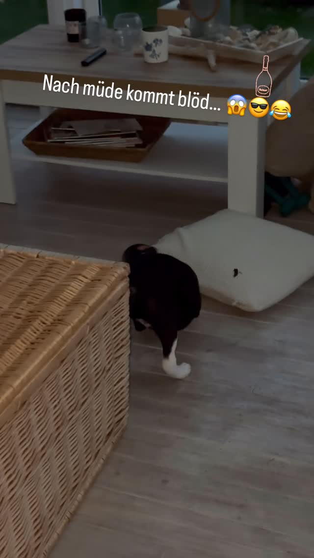 Nach müde kommt blöd…
Wenn kleine Bulldoggen spielen wollen, dann ist jedes Mittel recht.
Und Flaschendrehen ist immer großer Spass.
#flaschendrehen #havefun #puppie #bulli #conti #continental #adventure #wintergarten #fun #champagne #champagner #ruinart #magnum