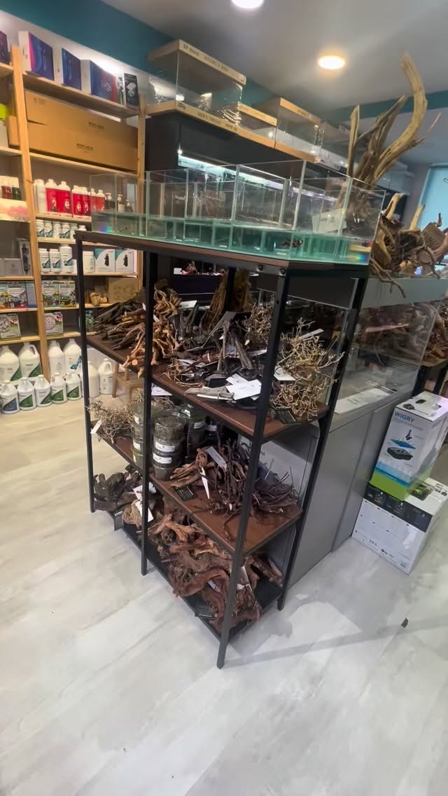 ?? ¿Quieres un acuario único y natural?
En Aquasalvaje tenemos el mayor stock de materiales naturales ??? para que tu acuario luzca espectacular ✨
? Rocas, troncos, raíces, hojas y mucho más… todo lo que necesitas para crear el paisaje acuático de tus sueños ??
? Ven a vernos en tienda o pide online.
?️ www.aquasalvaje.com
〰️〰️〰️〰️〰️〰️〰️〰️〰️〰️〰️〰️〰️〰️〰️
#Aquasalvaje #Aquascaping #DecoraciónNatural #Acuarios #NatureAquarium #PecesFelices #Acuariofilia #Aquascape #UnderwaterWorld #ScapeYourTank #TroncosAcuario #RocasAcuario #stocknatural