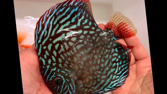 ?✨ NUEVA LLEGADA ✨?
¡Los Discus ya están aquí! ?
Colores espectaculares ?
Formas perfectas ?
Calidad premium ?
Si buscas peces disco sanos, seleccionados y listos para tu acuario…
? Este es el momento ?
? Disponibles en tienda
? También online
? Escríbenos para más info
#Discus #PecesDisco #Acuariofilia #Acuarios #PecesTropicales
#NuevaLlegada #Aquascaping #AcuarioPlantado #FishLovers
#DiscusLovers #AcuarioEnCasa #Aquasalvaje