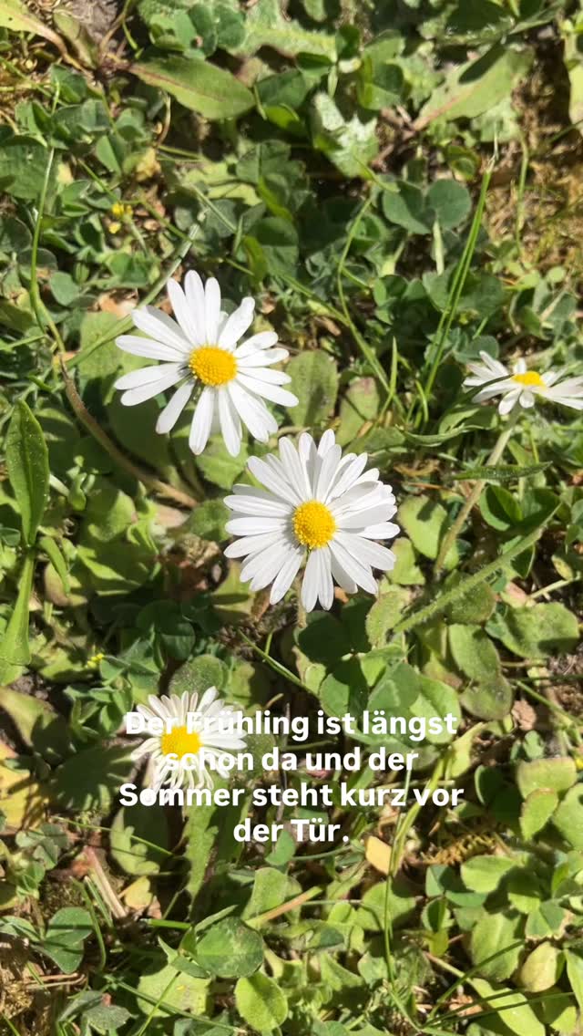 Der Frühling ist längst schon da und der Sommer steht vor der Tür, also war es an der Zeit unser Hochbeet neu zu bepflanzen ☀️??
#gärtnernmachtglücklich #hochbeet #jugendarbeit #unterschleißheim #gleis1