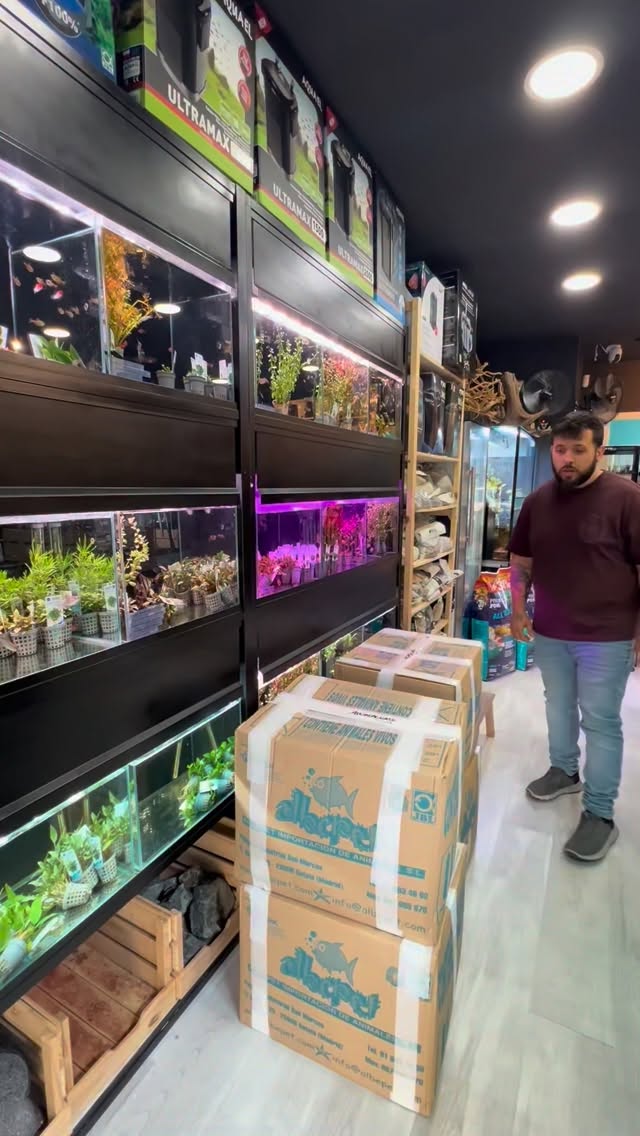 Con la calidad de los peces que os servimos no nos la jugamos, trabajamos sólo con distribuidores de Calidad tanto nacional como internacionales.
〰️〰️〰️〰️〰️〰️〰️〰️〰️
? www.aquasalvaje.com
〰️〰️〰️〰️〰️〰️〰️〰️〰️
? Plaza Ondarreta 1, Alcorcón.
〰️〰️〰️〰️〰️〰️〰️〰️〰️
#aquascaping #aquascape #madrid #acuarioplantado #aquarium