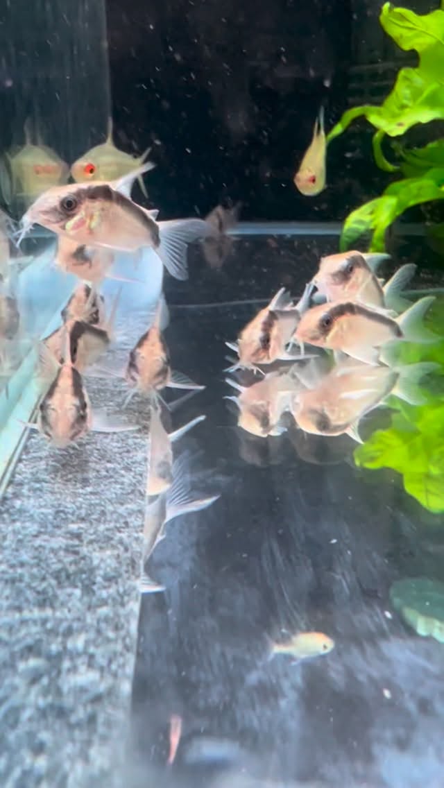 Siempre lo mejor para vuestros acuarios❤️?
〰️〰️〰️〰️〰️
? Plaza Ondarreta 1, Alcorcón.
〰️〰️〰️〰️〰️
? www.aquasalvaje.com
〰️〰️〰️〰️〰️
#aquascaping #acuarioplantado #aquariumhobby #aquariumdesign #aquarium