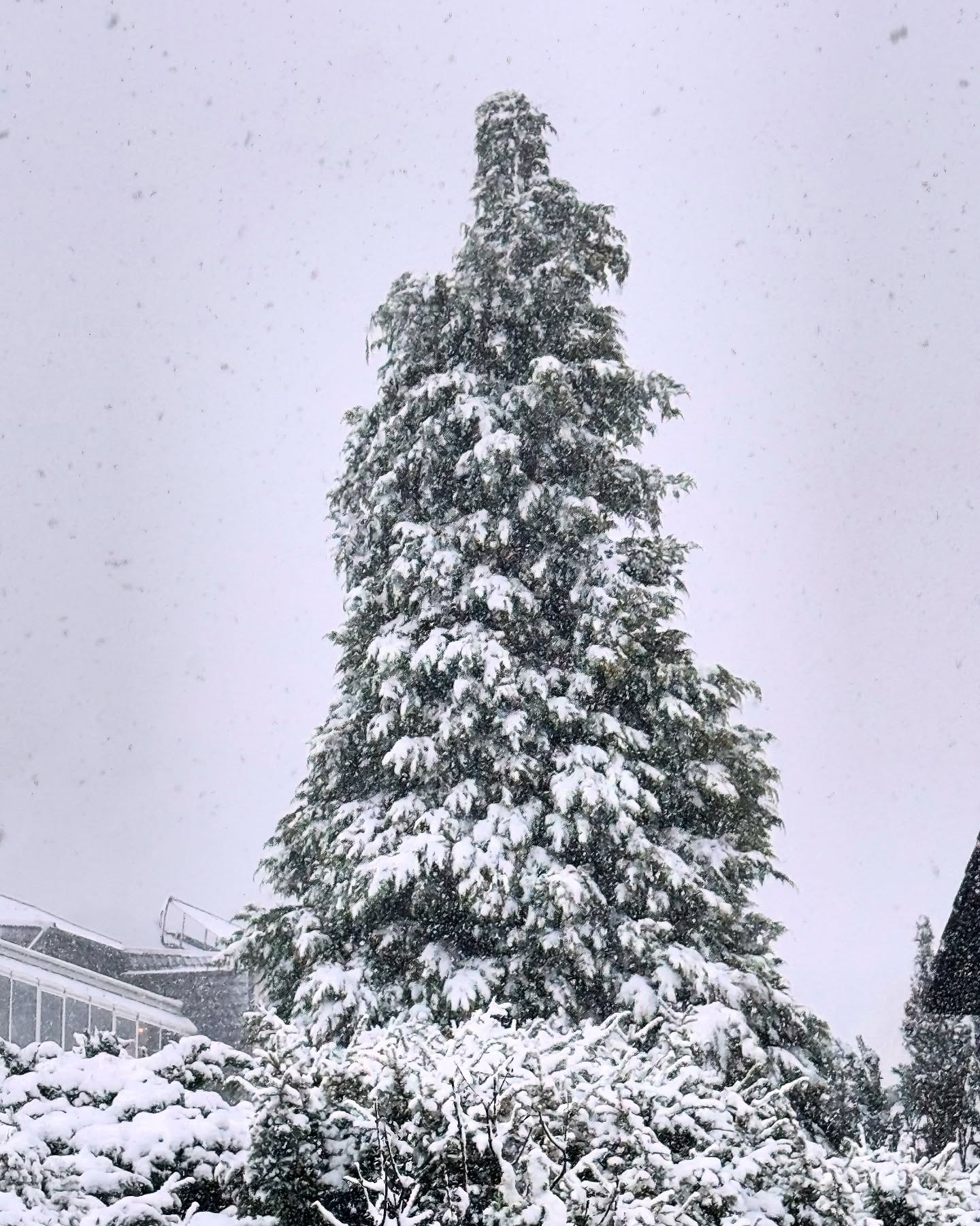 This looks magical
#snow #tree #winter