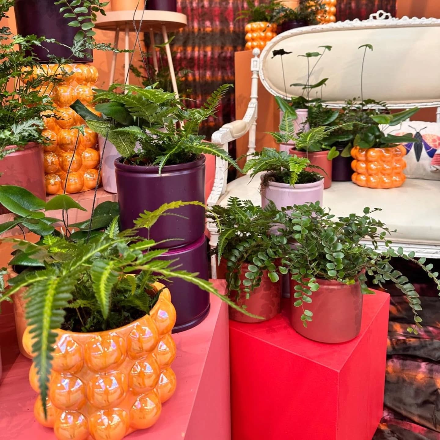 We hebben weer wat leuke varen soortjes toegevoegd aan ons assortiment
Welke is jouw favoriet 💚