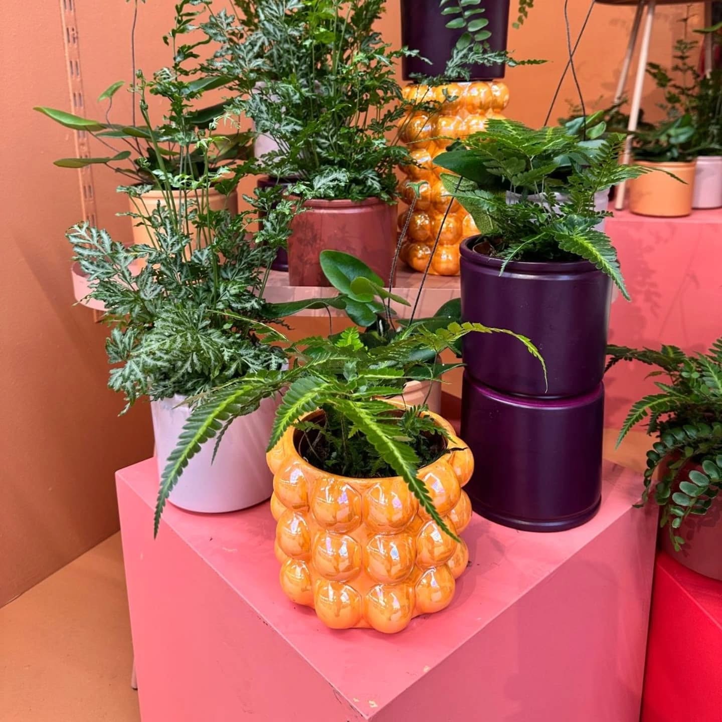 We hebben weer wat leuke varen soortjes toegevoegd aan ons assortiment
Welke is jouw favoriet 💚