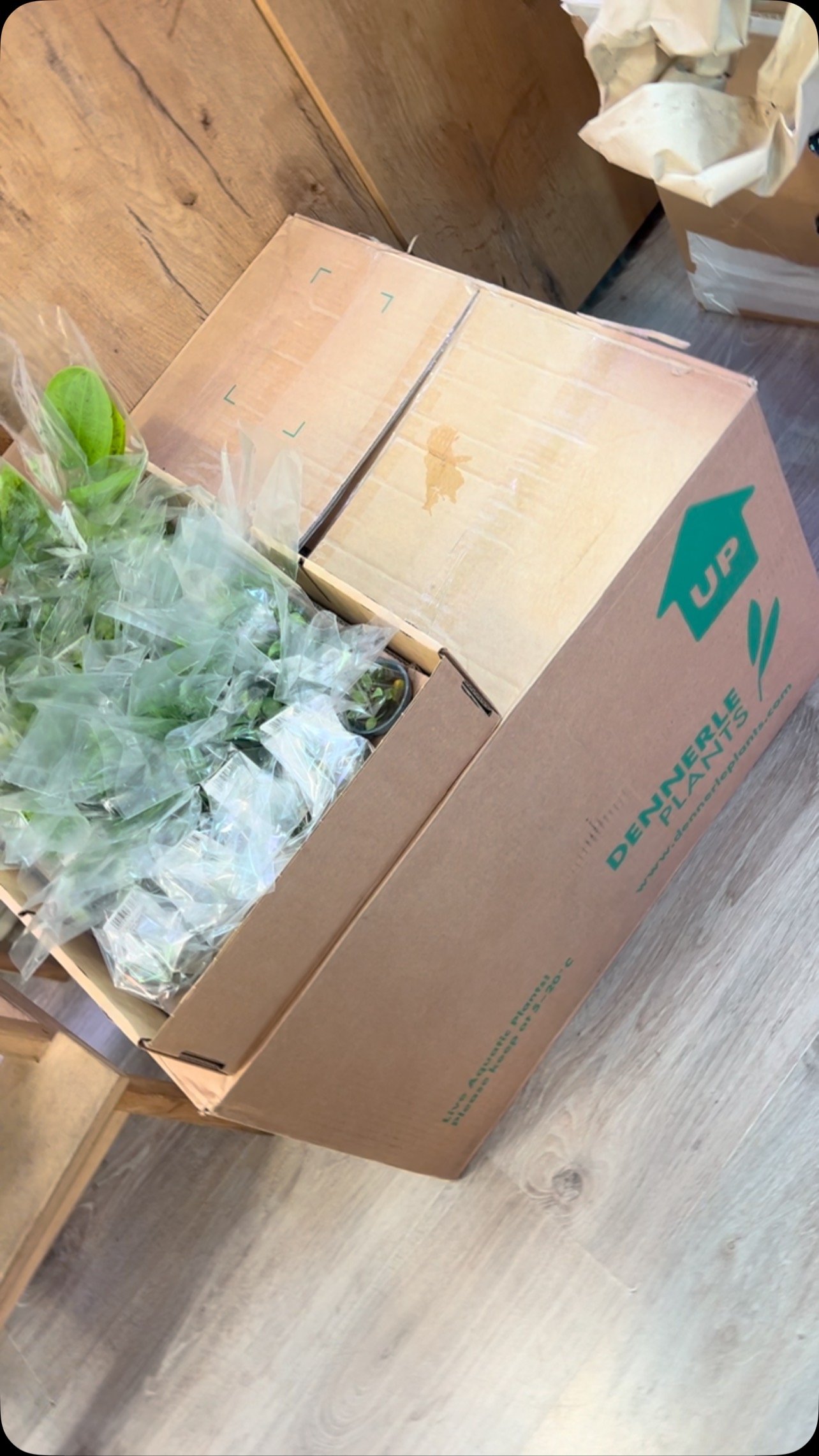 Recibimos Plantitas de calidad!
〰️〰️〰️〰️〰️
✅ Trabajando duro para ser tu mejor opción.
〰️〰️〰️〰️〰️
? Plaza La Constitución 3, Alcorcón.
〰️〰️〰️〰️〰️
? www.aquasalvaje.com
〰️〰️〰️〰️〰️
#aquasalvaje #aquarium #madrid #alcorcon #aquascaping #aquascape #aquariumdesign #acuarioplantado #aquariumhobby #aquariumhobby #aquascaper #plant #plants #plantslover #aquaticplants #aquariumplants