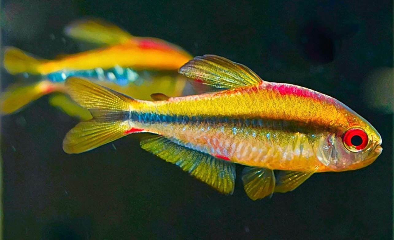 ? Hyphessobrycon sp. “Red eyes notidanos”?
〰️〰️〰️〰️〰️〰️〰️〰️〰️
#apistogramma #apistogrammafishtank #fishtanks #fishtanksofinstagram #aquasalvaje #madrid #alcorcon #aquarium #aquascape #aquascaping #aquariumdesign #acuarioplantado #aquariumhobby #aquascaper #aquablogger #photographer #photography #̲i̲n̲s̲t̲a̲g̲o̲o̲d̲ #insta #instaart #instafish #hyphessobrycon
