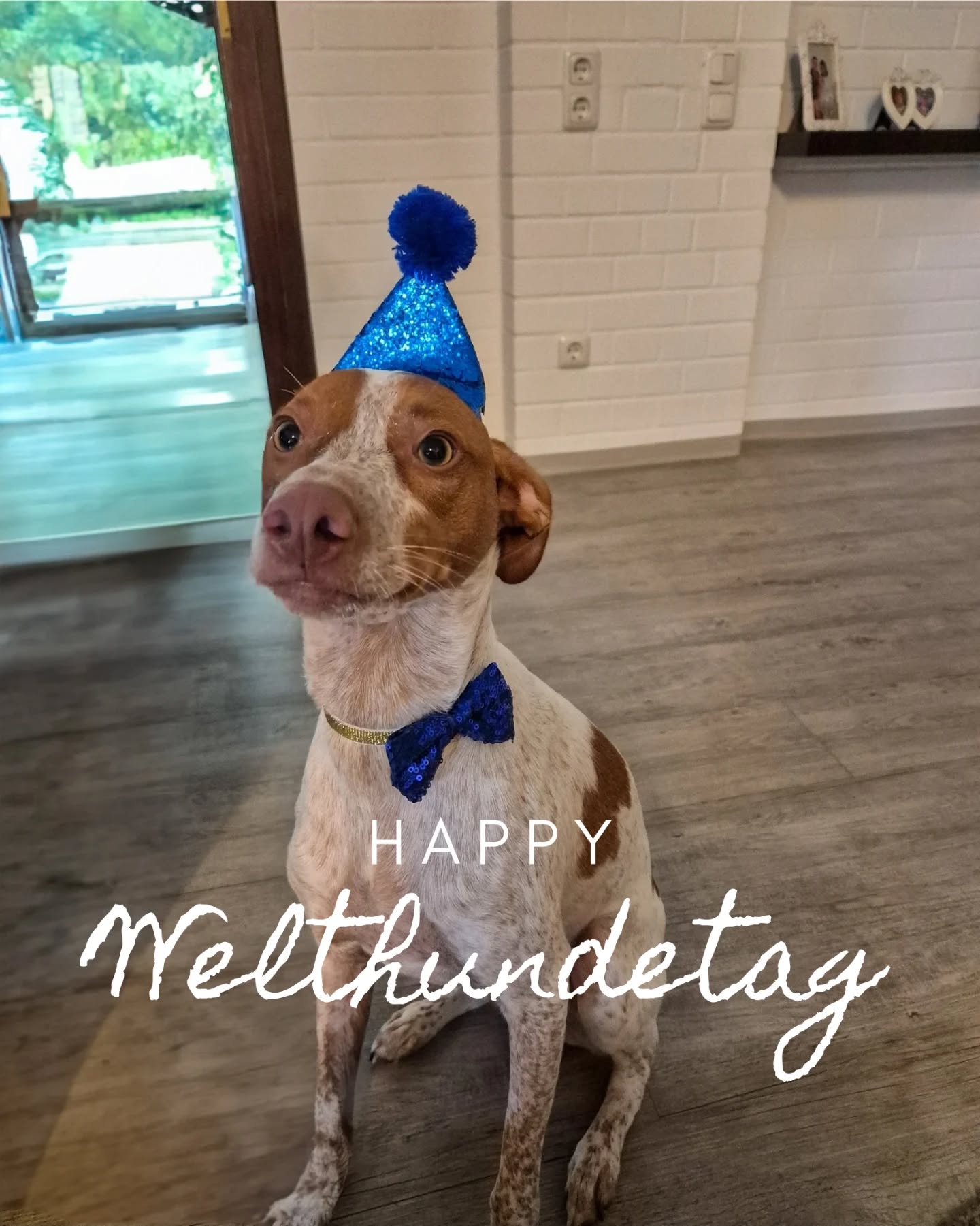 Happy Welthundetag 🥳🐶Unser Feel-Good-Manager Freddy bekommt heute natürlich extra Kekse u....