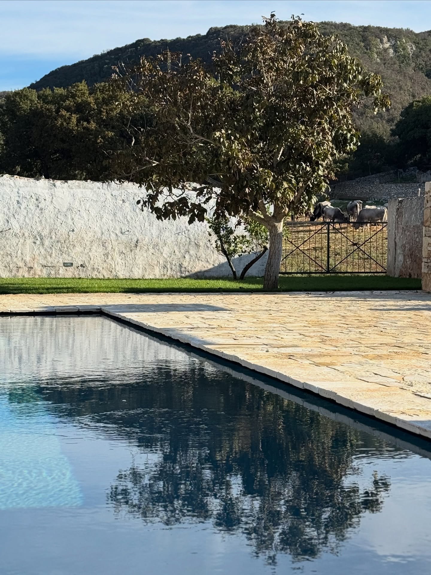 #autunno #fall #masseriapilano #agricoltura #agriturismo #podolicapugliese #pool #piscinasempreaperta