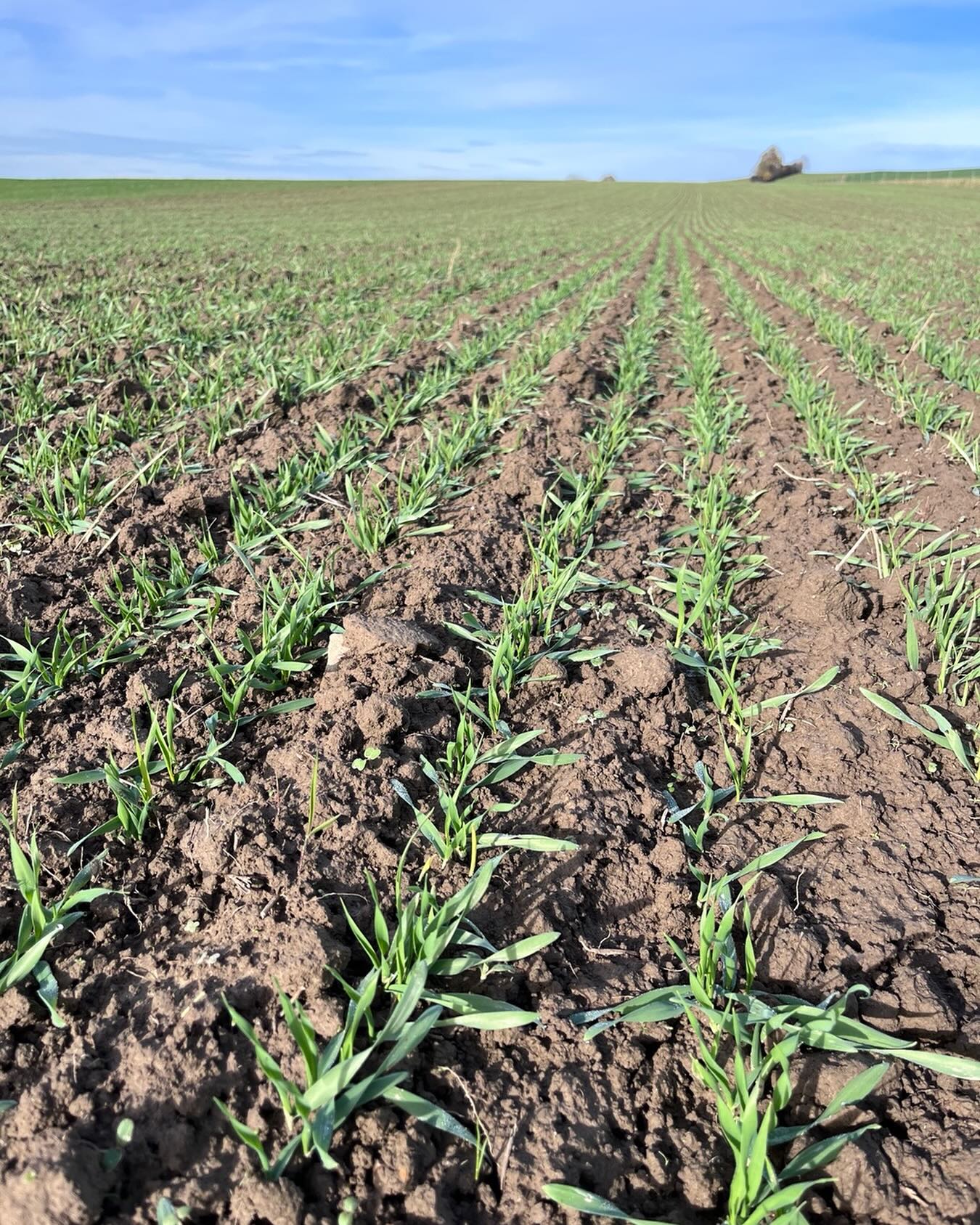 Hier wächst die Wintergerste fürs nächste Jahr. Dank unserer zuverlässigen Partner konnten wir alles Wintergetreide zeitig aussäen.
Das ist dieses Jahr nicht selbstverständlich. Ich wollte mich nie mehr über zu viel Regen beklagen, aber das ist zur Zeit nicht einfach….