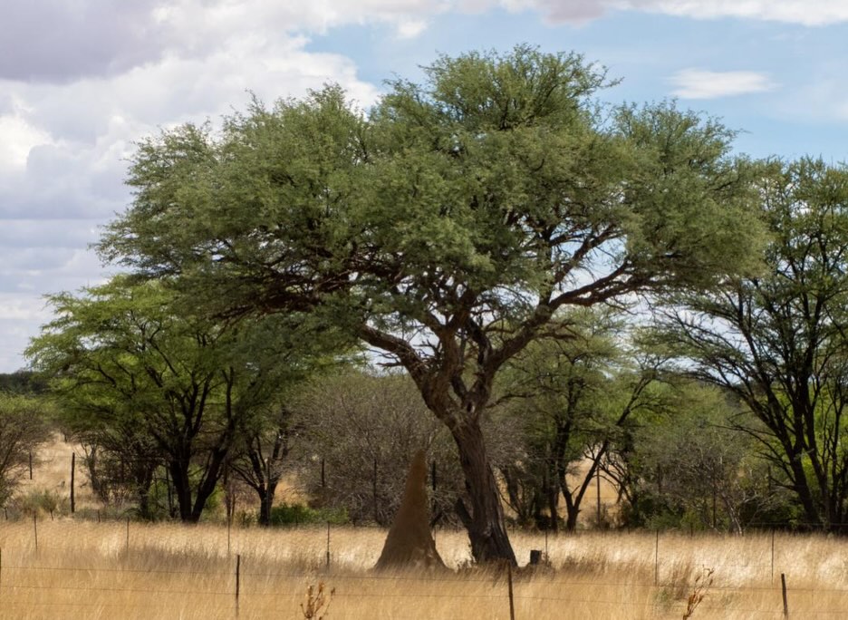 Namibia. Work and Travel - geht auch mit über 40 😀.
Erst kam die Pflicht, dann die Kür. Voller und Abwechslungsreicher hätten die 8 Tage in dem atemberaubenden Land nicht sein können.
Begonnen mit dem 401km langem MTB-Rennen @nedbankdesertdash durch die Wüste, gemeinsam mit Romy Stotz @ultraradverliebt für das @bike.magazin und Mega Support der deutschstämmigen Familie Großmann vor Ort @timmo_grossmann , weiter mit frühmorgentlicher Schreibarbeit über das Dash und an meinem Buch über meinen sommerlichen ‚European Connection Trail‘, in HaliGali mit der Familie am Nachmittag. Buschtouren, wilden Tieren, Farmen, heftigen Gewittern und vielen tollen Begegnungen.
Ich komme wieder - denn eigentlich habe ich noch gar nichts gesehen.
#namibia #desertdash #wildlife #workandtravel