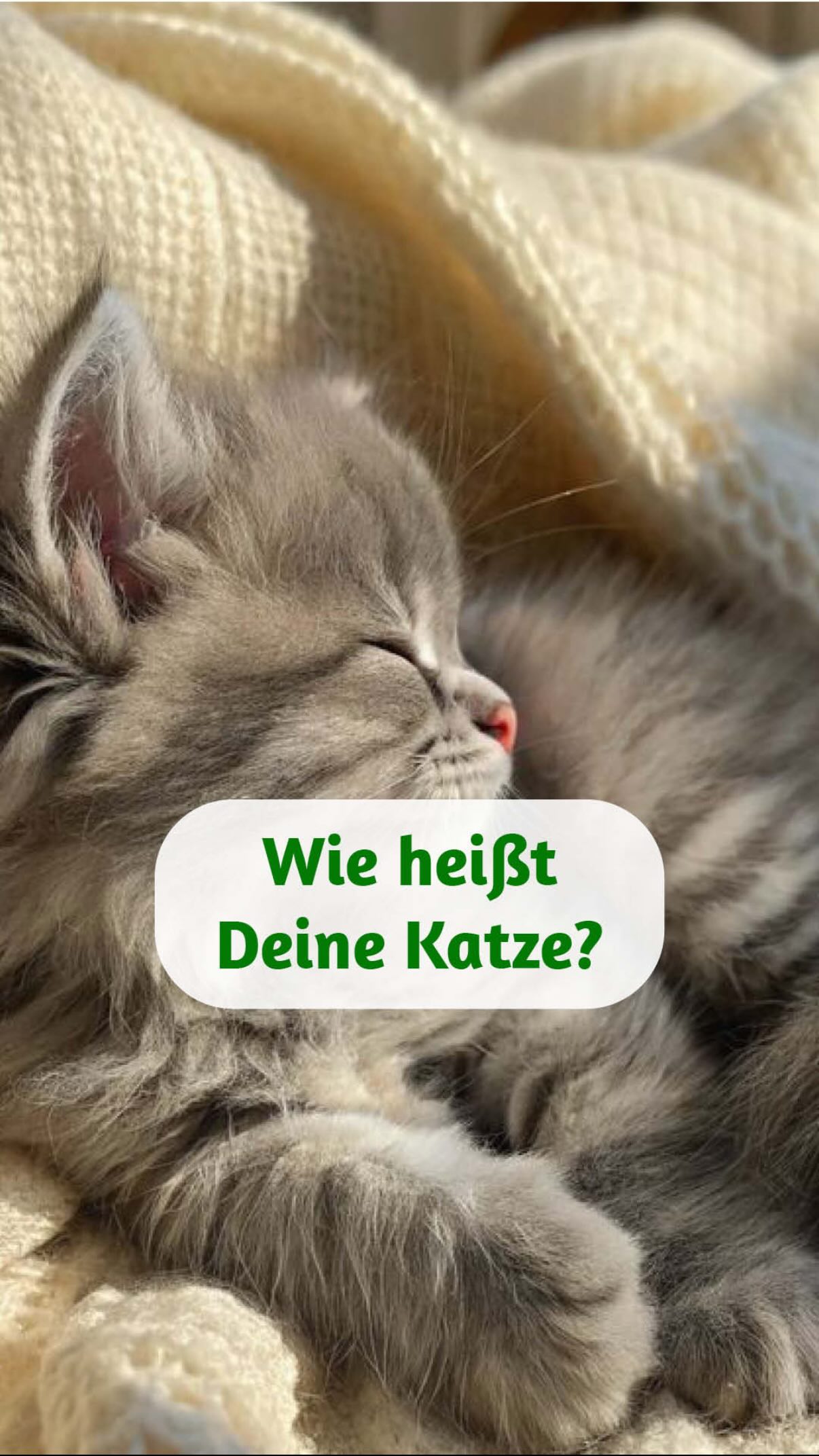 ??Ich bin neugierig – wie heißt Deine Katze? Schreib es in die Kommentare!
Jede Katze ist einzigartig – doch wie häufig kommt ihr Name wirklich vor? ?
Ist Dein Liebling ein seltener Schatz oder trägt er einen der beliebtesten Katzennamen?
✨ Fun Fact: Der Name einer Katze kann viel über ihre Energie, ihren Charakter und sogar ihre Seelenaufgabe verraten. In der Tierkommunikation zeigt sich oft, dass Namen eine tiefere Bedeutung haben, als wir vermuten.
? Schreib den Namen Deiner Katze in die Kommentare – vielleicht gibt es ja einen Namenszwilling! ✨?