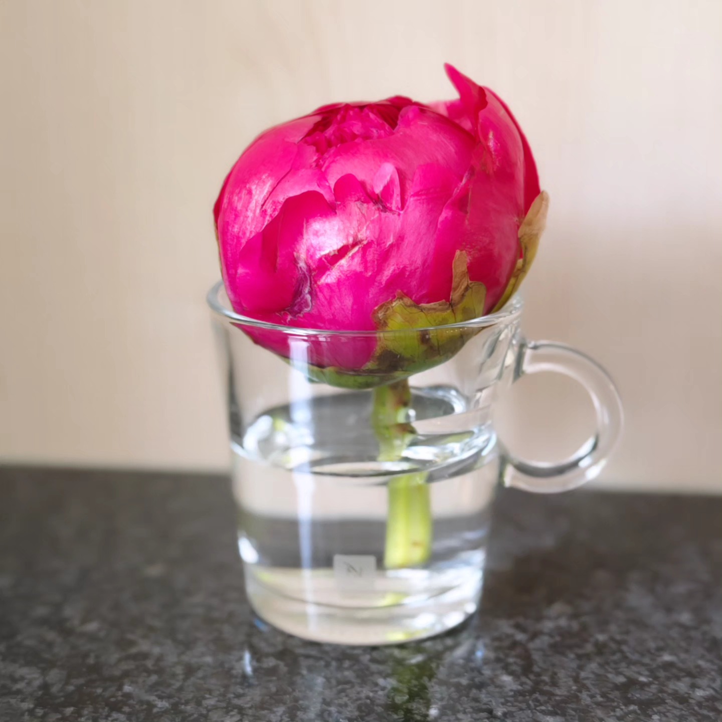 Pfingstrose Command Performance?
Kleine abgebrochene Blume ganz gross?
#cup #red #peony #pfingstrosen #peonies #pfingstrosenliebe #beautyful #flowers #photography #commandperformance