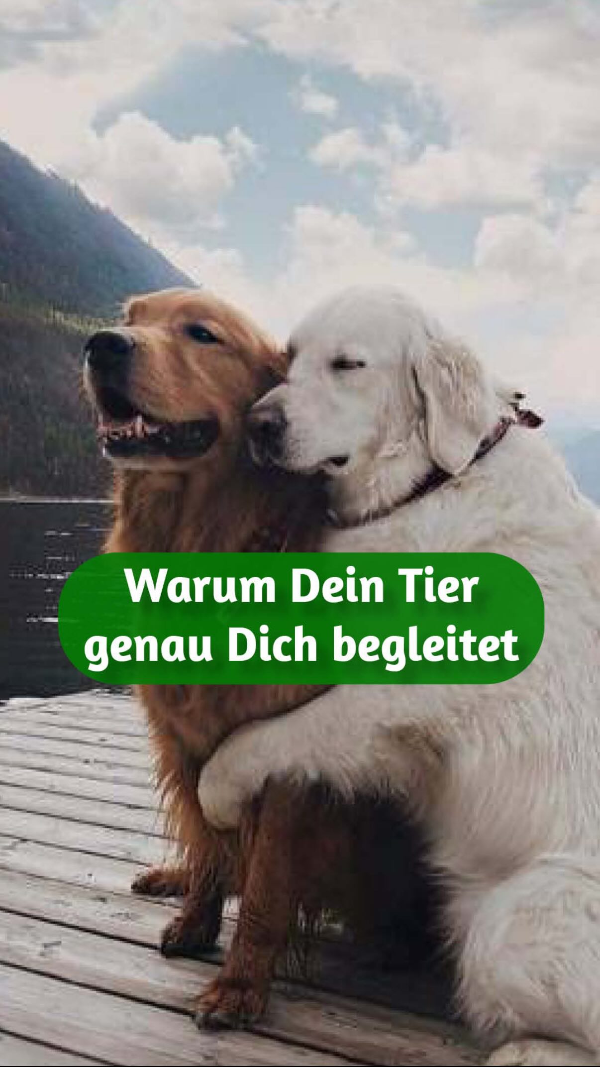 Die Aufgabe Deines Tieres ⬇️
Dein Tier ist nicht einfach „da“. Es ist mit einer Aufgabe in Dein Leben gekommen.
Und diese Aufgabe hat immer mit Dir zu tun.
Tiere folgen keiner Logik.
Sie folgen Energie.
Sie spüren, wo etwas aus dem Gleichgewicht geraten ist –
und wo Heilung, Erdung oder Erinnerung gebraucht wird.
Manche Tiere bringen Ruhe in Dein System.
Andere zeigen Dir Grenzen, die Du selbst nicht lebst.
Wieder andere tragen Themen für Dich mit,
die Du lange nicht anschauen konntest.
Ganz still.
Ganz treu.
Ganz bewusst.
Wenn Du beginnst zu verstehen, warum genau dieses Tier an Deiner Seite ist,
verändert sich Eure Verbindung auf einer tiefen Ebene.
Nicht im Außen – sondern in Dir.
In der Tierkommunikation öffnen wir genau diesen Raum.
Einen Raum, in dem Dein Tier mitteilen darf,
welche Aufgabe es für Dich übernommen hat
und was es Dir zeigen möchte.
✨ Wenn Du lernen willst, diese Sprache selbst zu verstehen:
❣️ Kommentiere „Workshop“
und ich sende Dir alle Infos zu meinem kostenfreien Live-Workshop zur Tierkommunikation.
Dort zeige ich Dir Schritt für Schritt, wie Du die Aufgabe Deines Tieres erkennst und lernst mit Deinem Tier zu kommunizieren ??