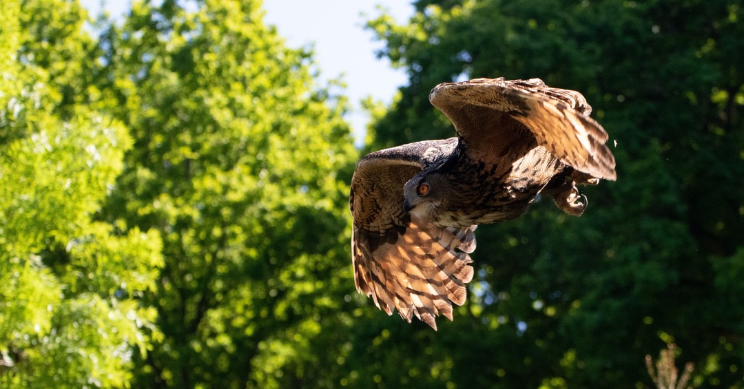 Ein Uhu aus dem @wisentgehege_springe.
Hier gerade wieder auf dem Flug zum #Falkner.
An eagle owl from the @wisentgehege_springe.
Right here again on the flight to the #falconer.
#Canon 7D MK II + #Sigma 50-500mm
1/3200 f 5 93mm Iso 1600
#photography #fotografie #wildlifephotography #wildtierfotografie #naturfotografie #naturephotography #Germany #deutschland #wisentgehgespringe #vogelfotografie #birdphotography #greifvogel #birdsofprey
@sigma_deutschland #sigmafoto
@canondeutschland #canondeutschland
@bund.niedersachen #allianzfürartenschutz
@mein_niedersachsen #meinNiedersachsen
@rattenfaengerstadt_hameln #entdeckehameln #hameln #hamelnpyrmont #naturparkweserbergland
@weserbergland #meinweserbergland #weserberglandimherz
@radio_aktiv_hameln
