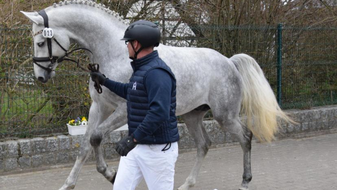 Frühjahrskörung 2026🌷 🌷 🌷
Die alljährliche Frühjahrskörung findet dieses Jahr am 01.04.2026 auf dem Landgestüt Redefin statt. Sie ist offen für 3-jährige und ältere Hengste aller Rassen.
Für die Teilnahme an der Frühjahrskörung bitten wir Sie, sich bis spätestens zum 18.03.2026 bei uns zu melden, um einen reibungslosen Ablauf gewährleisten zu können.
Das Nennformular finden Sie auf unserer Homepage unter:
https://pzvmv.de/fruehjahrskoerung-2026/
Bitte senden Sie uns das Nennformular Frühjahrskörung 2026 an die E-Mail Adresse b.roos@pzvmv.de.
Wir freuen uns auf die Vorstellung Ihrer Youngster.
#licensing #frühjahrskörung #stallion #spring #hengste #rassevielfalt