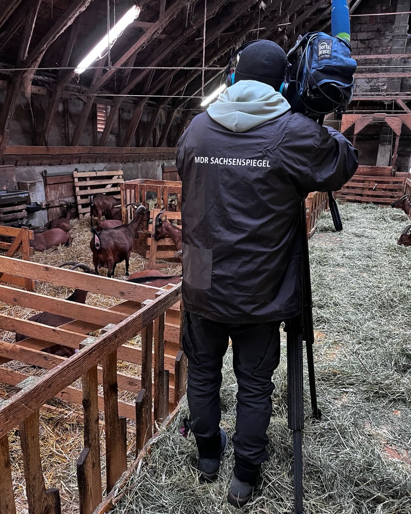 Lämmerkino im MDR: Am Mittwoch hatten wir Besuch von einem Team des MDR-Fernsehen. Das Ergebnis ist in der Mediathek zu sehen: https://www.ardmediathek.de/video/mdr-sachsenspiegel/die-laemmer-sind-los-auf-dem-ziegenhof-lauterbach/mdr/Y3JpZDovL21kci5kZS9iZWl0cmFnL2Ntcy81NGIzMGQ2ZS1hYjA0LTRjY2YtYjQyMC1hNTEyMjRhNDc3NmU
