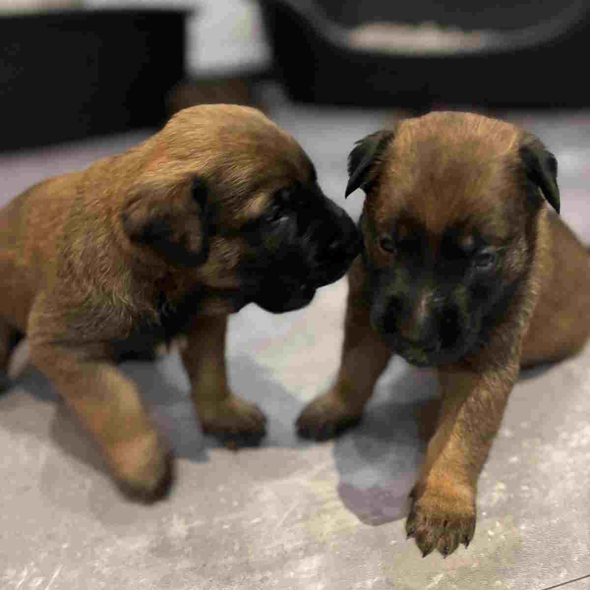 Hundenachwuchs
Es gibt Nachwuchs im Hause eines Freimaurers, den man später nicht aufnehmen kann.
#freimaurer #freemason #freimaurerbremen #bremerlogenhaus #bruderkette #Herderloge #Herder #bruederlichkeit #2b1ask1 #selfcare #selbsterkenntnis #sinnbild #bremen #Freimaurerei #humanitaer #afuamvd #humanitaet #Hund #dog #welpen