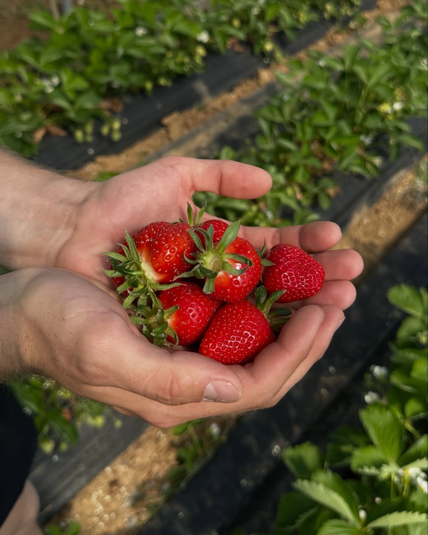 Die ersten Erdbeeren sind reif 😍🍓
Süß, saftig und frisch vom Feld!
Ab Montag findet ihr sie wieder an unseren Verkaufsständen – für euch gepflückt & bereit zum Genießen 🥰
#erdbeeren #erdbeersaison #sommer