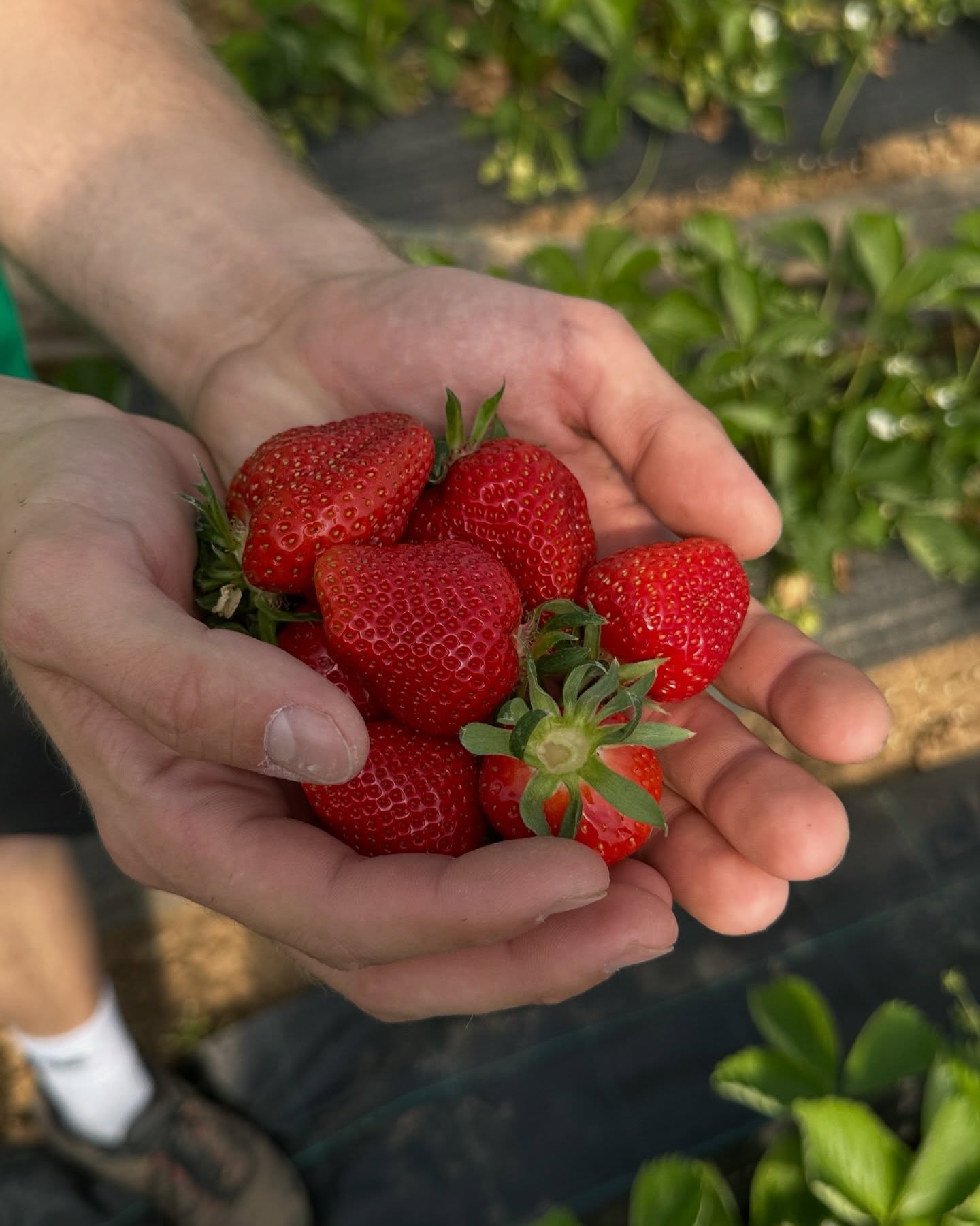 Es geht los… unsere Erdbeersaison startet! 😍🍓 Ab morgen eröffnen wir nach und nach unsere Verkaufsstände.
👉🏻 Swipe nach rechts für alle Verkaufsstände & Zeiten
Wir freuen uns auf euch! 🌸
#erdbeeren #erdbeersaison #regional