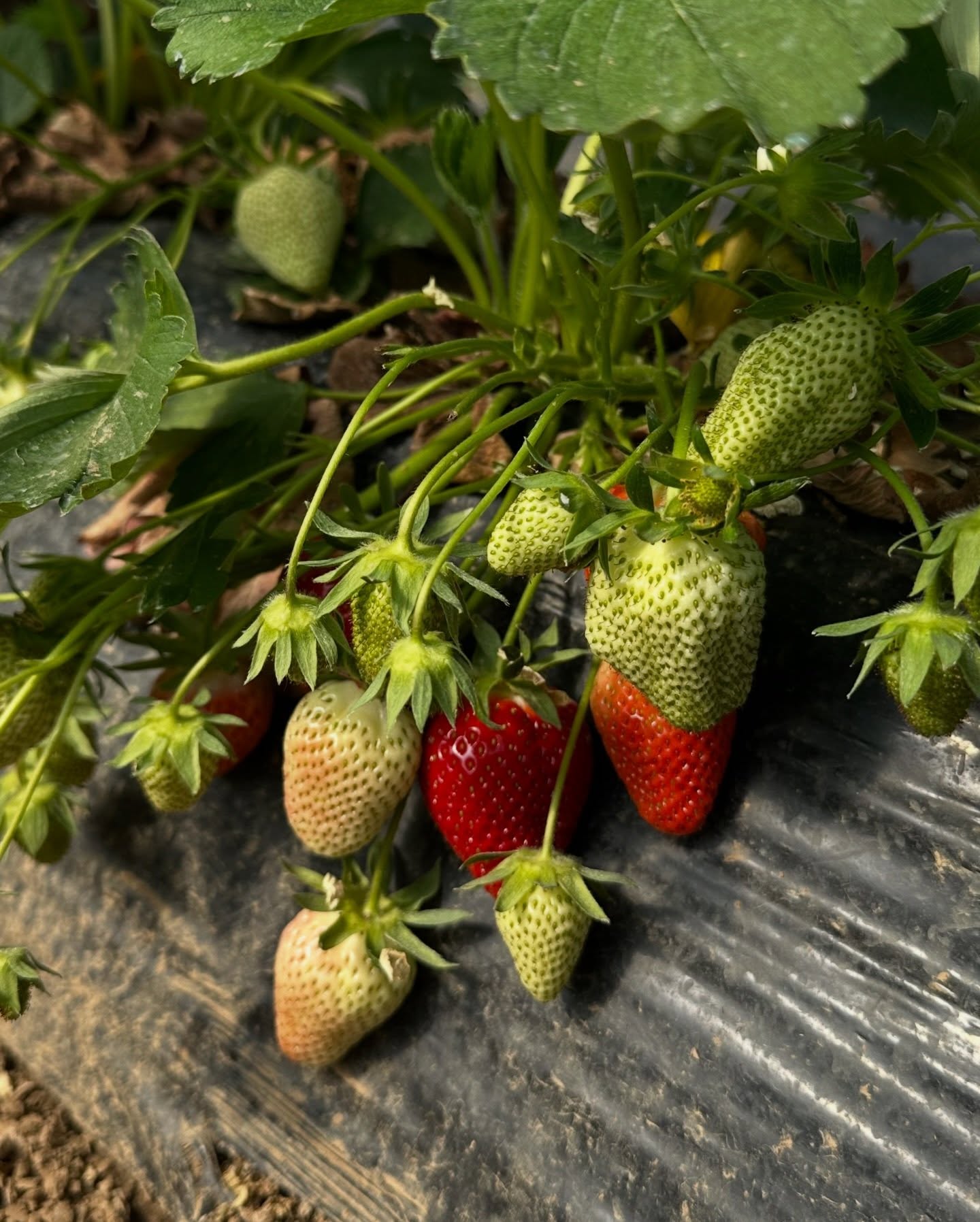Die ersten Erdbeeren sind reif 😍🍓
Süß, saftig und frisch vom Feld!
Ab Montag findet ihr sie wieder an unseren Verkaufsständen – für euch gepflückt & bereit zum Genießen 🥰
#erdbeeren #erdbeersaison #sommer