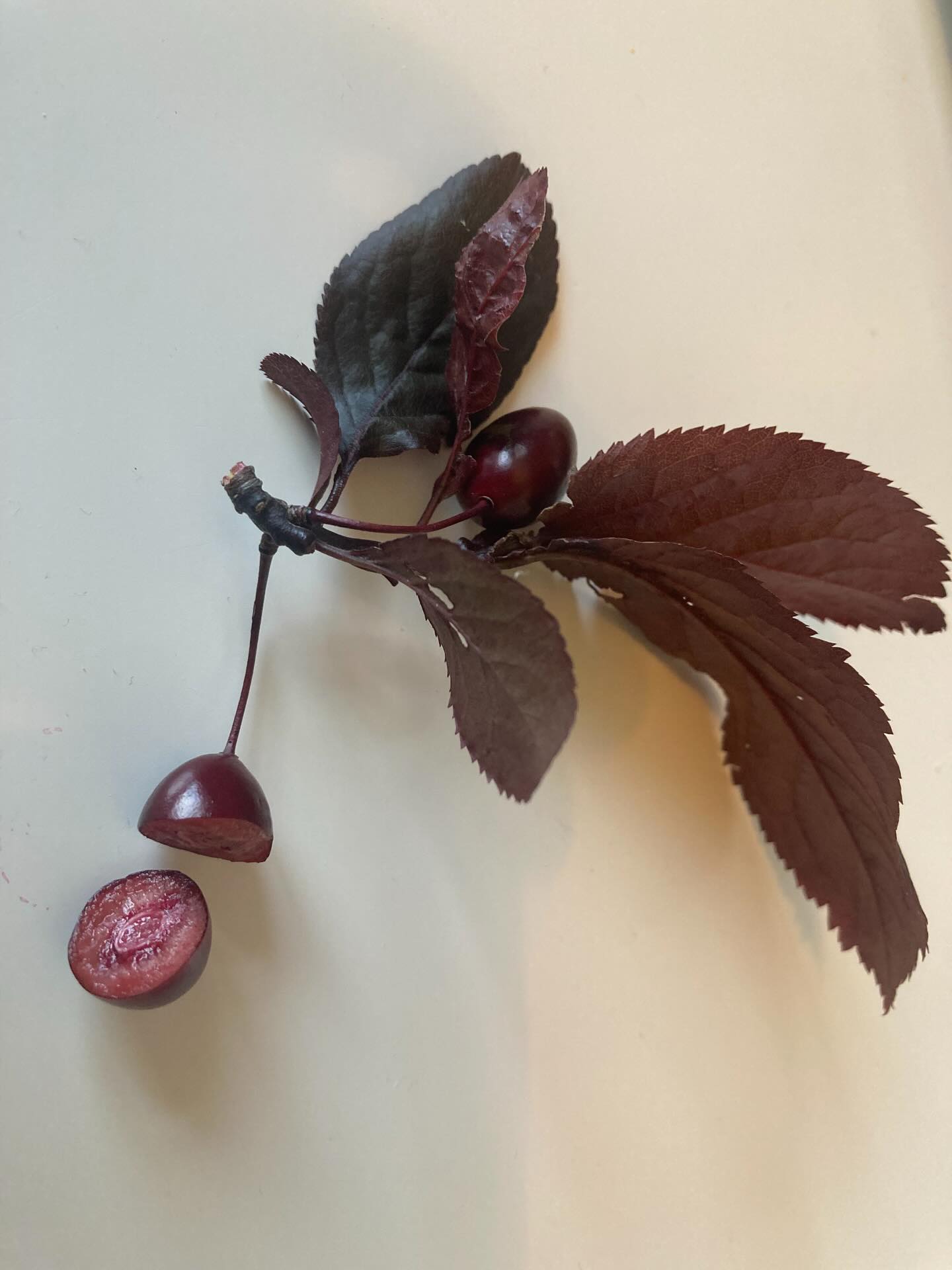 Ever wondered whether your plum tree is actually a plum tree?! I have and finally know that it is! Couldn’t believe my eyes when I saw a mini plum growing on it this morning! So happy about it!