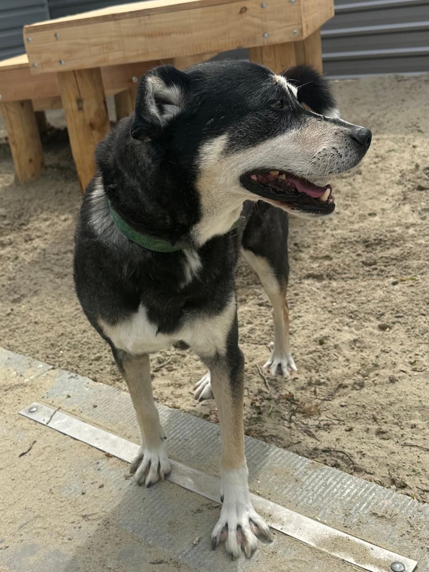 Soms vraag je je af: hoe komt het dat deze hond nog steeds geen forever home heeft?
Zo ook bij Bobby. Bobby is een kruising van 11,5 jaar oud. Een senior. En wat voor één!
Je vraagt je af: wat is er mis met hem? Dus ik nam de proef op de som. We gaan op pad…
Eerst zijn tuigje om. Bobby komt netjes voor me staan. Behalve dat ik een zacht kusje en zijn lieve snuit tegen m’n gezicht voel – waar je van smelt 🥰 – staat hij rustig stil. Zodra ik hem aanlijn kijkt hij me blij aan. Echt? Gaan we samen op pad?
Rustig loopt hij mee naar de dierenambulance. De blaffende honden op de speelvelden negeert hij. Alleen voor een rustig hondje maakt hij even tijd. Kwispelend loopt hij ernaartoe, maakt een speelboog, snuffelt vriendelijk en loopt daarna weer verder.
Bij de dierenambulance stapt hij zelf in en gaat rustig liggen. Eerst even langs de dierenarts voor controle. In de wachtruimte steelt hij ieders hart. Geïnteresseerd kijkt hij naar iedereen die binnenkomt en hoopt op een aai over zijn bol. Het onderzoek laat hij rustig toe. Op het prikje geen kik.
Daarna gaan we wandelen. De zon schijnt en Bobby geniet zichtbaar. Hij trekt niet aan de lijn, snuffelt wat rond en wandelt ontspannen mee. We genieten allebei.
Terug bij het asiel zit hij gezellig bij de verzorgers. Ook met onbekenden maakt hij rustig kennis. Zijn zachtaardige blik smelt ieders hart.
Is er dan helemaal niets mis met Bobby? Net als mensen is geen hond perfect. Ook Bobby niet. Bobby vindt het niet prettig als je aan zijn eten komt. Begrijpelijk eigenlijk. Maar dit is dan ook het enige. Verder is Bobby een lieve senior lobbes. Een lobbes op zoek naar warmte en liefde.
Als Bobby klaar is met eten komt hij dicht tegen me aan zitten met zijn mooie kop op m’n schoot. Ja Bobby, ik snap het ook niet waarom jij nog steeds geen forever home hebt gevonden. Maar het komt goed. We blijven zoeken!
Heb jij een fijn thuis voor deze lieve senior? Een thuis zonder kleine kinderen, of kinderen die weten dat je een hond met rust laat als hij eet?
Neem dan contact op met Stichting @animal_care_projects Projects en kom kennismaken met deze zachtaardige lobbes.
#senior #lief #teradoptie #dierenasiel #adoptdontshop