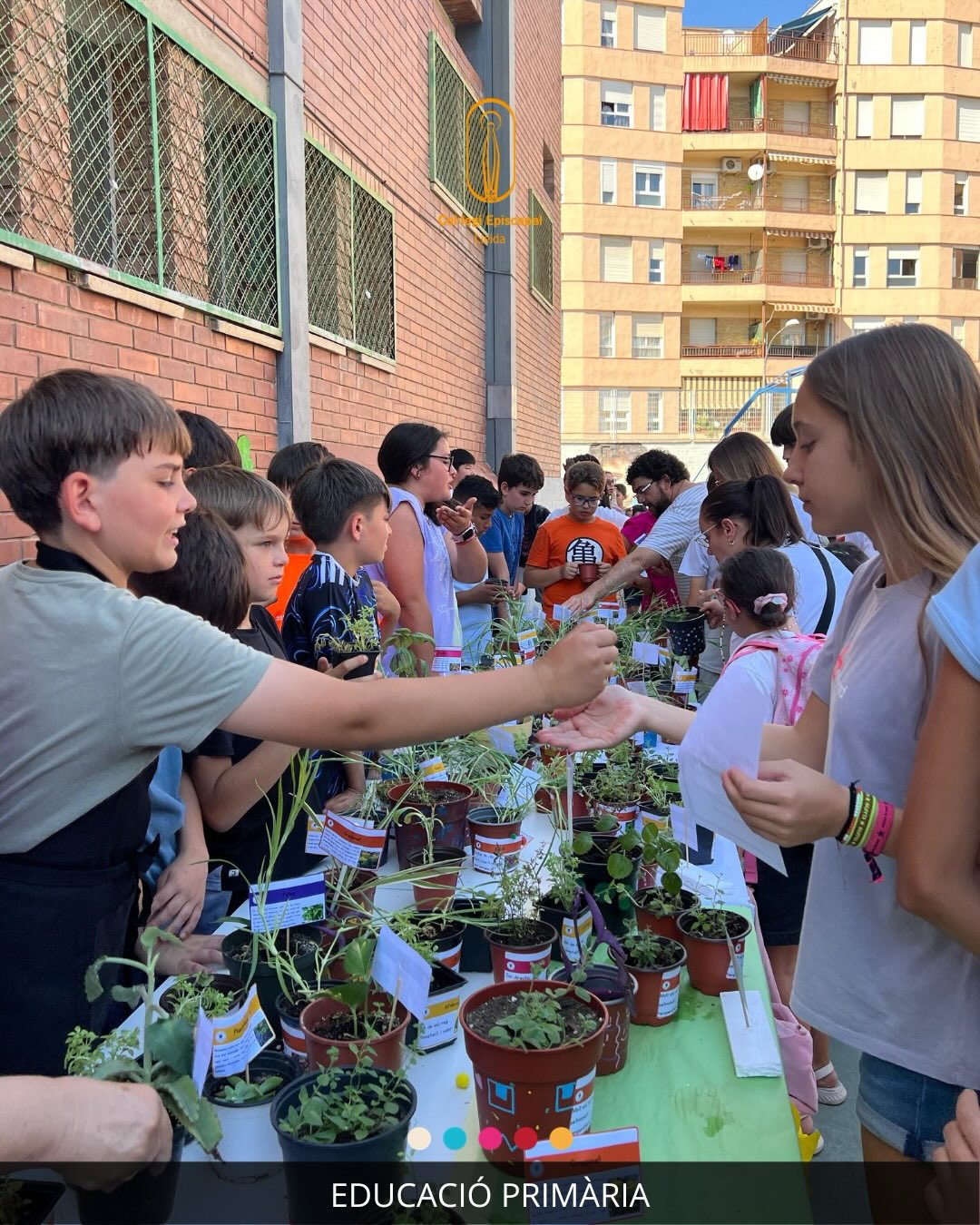 - EDUCACIÓ PRIMÀRIA - 👉🏻 Plant… - EDUCACIÓ PRIMÀRIA - 👉🏻 Plant…